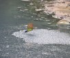 Der Angriff eines Vogels bringt einen Scharm von Schwefelfischen (Poecilia sulphuraria) zum Abtauchen. Das Bild wurde am Fluss El Azufre im mexikanischen Bundesstaat Tabasco aufgenommen.