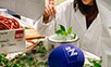 Experiment  im Rahmen der Langen der Wissenschaften